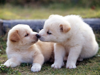 puppy dogs new year kiss wallpaper