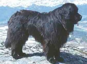 newfoundland dog puppy breeds hound canine pooch canis despicable fellow qen txakurra gos pas hond koer aso koira kutya hundur madra pets huisdieren domace zvali augintiniai alagang hayop domaci zvirata kucni ljubimci animals domestics maskotak animal pets info animaux de compagnie Haustiere de companie husdjur Evcil Hayvan anifeiliaid anwes