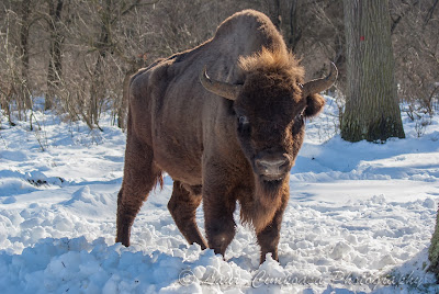 Zimbri Bucsani-Wisent/European Bison-Bison bonasus-Zimbraria Neagra Bucsani-Targoviste-Dambovita