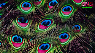 peacock beutiful wallpaper, peacock feather, beutiful peacock Morningpeacock wallpaper photo,  peacock wallpaper for walls,  peacock wallpaper design,  beautiful peacock wallpaper,  peacock feather wallpaper,  peacock live wallpaper,  peacock 3d wallpaper,  5d peacock wallpaper