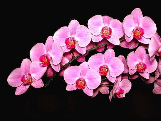 20 Gambar Foto Bunga Anggrek Yang Cantik
