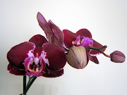 Orchidée PhalaenopsisPhoto: lfdd (orchidee phalaenopsis )