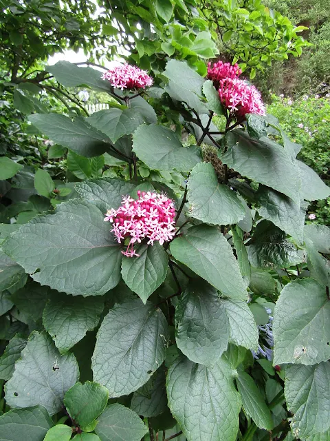 Dicas e cuidados sobre a Clerodendro-da-china ou Clerodendrum bungei