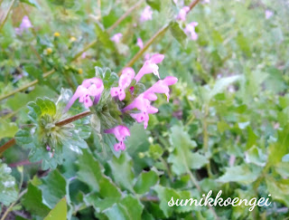 ホトケノザの花