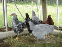 11 week old pullets adjusting to the hens
