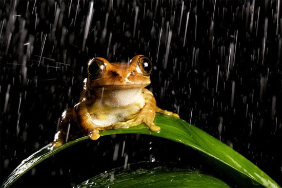 Enjoying the rain Enjoying the rain