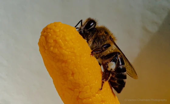 Arum Lily with Bee Canon 100-400mm Lens / Canon 500D Close-Up Lens Filter Copyright Vernon Chalmers