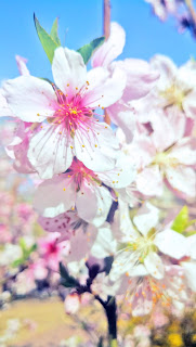 spring flowers under Coronavirus Peach blossoms, lilac blossoms, begonia