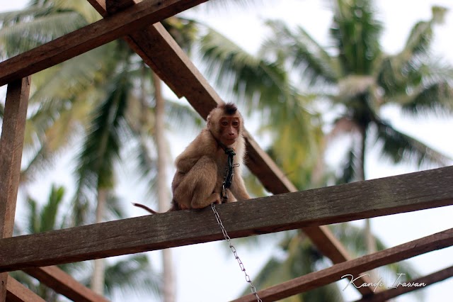Mereka Juga Ingin Hidup Bebas, Monyet Leuser Dalam Belenggu