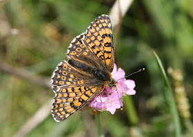 Glanville Fritillary - Isle of Wight