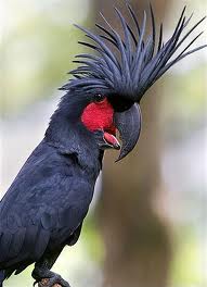 Burung Kakatua Raja Hitam Dari Papua Hobi Burung Kicau 