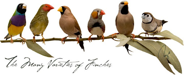 Types of Finch Love Birds
