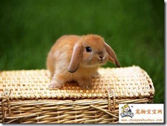 Baby bunny on wicker basket