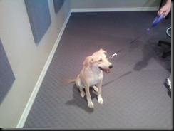 dog regina 1