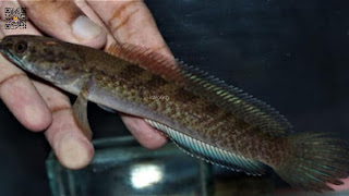 50 Jenis Ikan Channa / Gabus Hias dan Harganya Tahun 2022