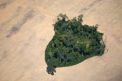 An island of rainforest has been spared in the middle of a soy field