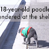 18-Year-Old Dog ԀumpeԀ At Shelter Because Family Said He Was
Too 'StupiԀ'