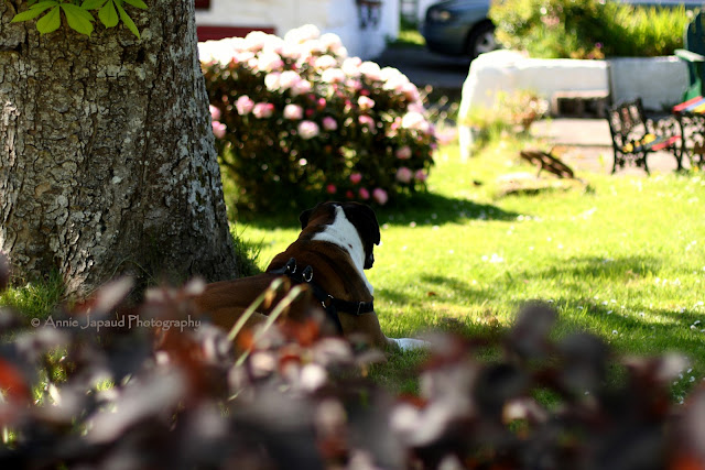 tree trunk and a dog resting in the shade