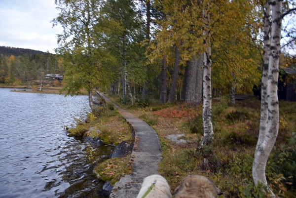 Store røstjern Ringkollen Jaklefoss