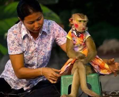 funny animal pose monkey with hot girl