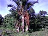 POKOK BALAU