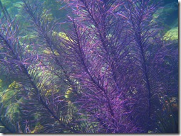 soft coral, Belize