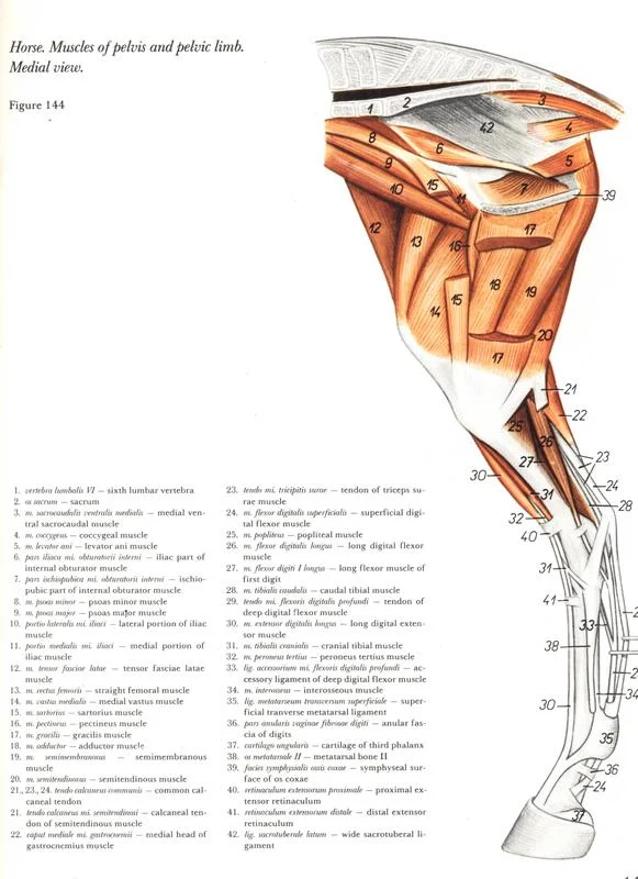 anatomy-horse-pelvic-casco-ossos-bones-anatomia-membros-pélvicos-horse-equino-popesko-livros-pdf-veterinaria-clique-download-descargar-libros-gratuito