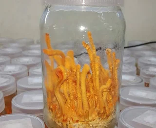 Cordyceps mushroom training in Andhra Pradesh