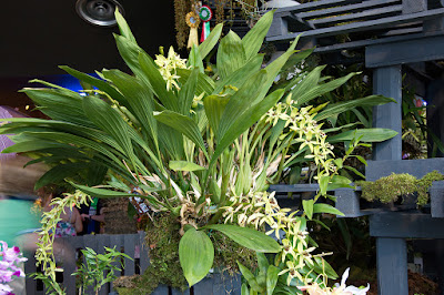 Coelogyne pandurata care and culture