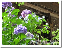 阿弥陀寺仁王門の紫陽花