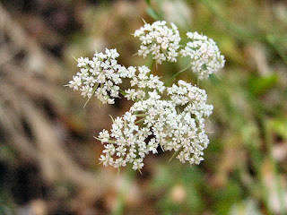 anís estrellado,anís,Pimpinella Anisum L,Anís Verde,colonias,perfumes,fragancias,olor,olores