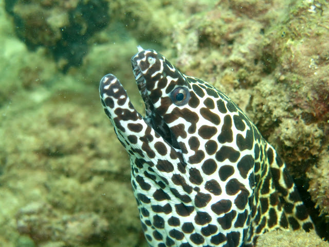 Photo of a moray eel during diving Tin Lizzy wreck, Phuket, Thailand