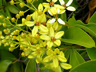 Etoile d'Australie - Douche d'or - Tristellateia australasiae