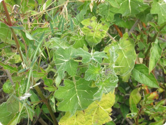 Tropical soda apple Solanum viarum (1)