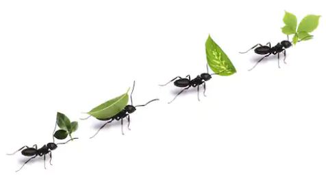 why ants go in a line, why ants walk in straight line, why ants go in a straight line, why ants walk in a line, what is a line of ants called, how do ants follow the line, line of ants, reasons behind