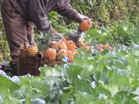 Nanas Batu Siwarak  Tembus Pasar Nasional