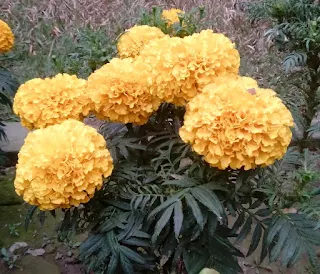 Marigold