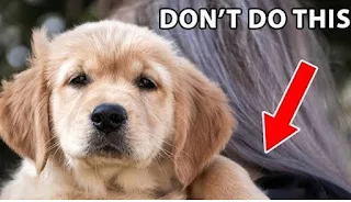 🐶 14 Not Unusual Errors That Make Your Golden Retriever Uncomfortable (And How to Avoid Them)
