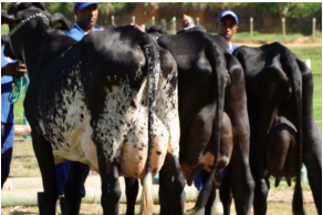 foto das principais vacas que haviam na fazenda na época em que aprendi a fazer o doce de leite da história.