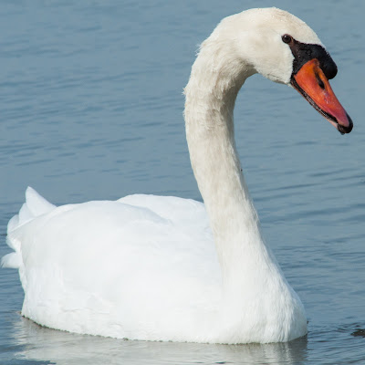 Katie the Swan, White Rock Lake