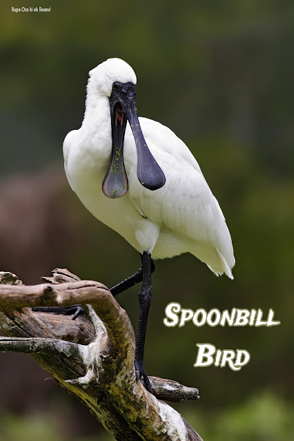 स्पूनबिल पक्षी (Spoonbill Bird)