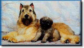 Bouvier des Flandres Cute Dog Picture