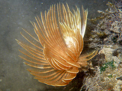 Fanworm