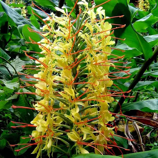 Gengibre-de-kahili ou Hedychium gardnerianum Conteira, Gengibre-amarelo, Líro-do-brejo-amarelo