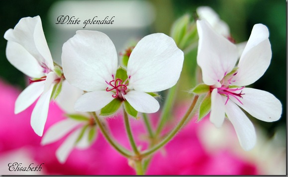 Pelargoner i juli 2012 010