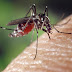 Chikungunya Virüsü Hakkında Bilinmesi Gerekenler