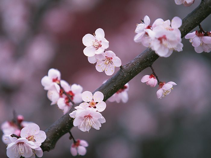 Cherry blossoms