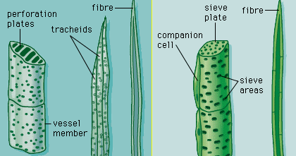 Contoh Laporan Epidermis-Parenkim-Sklerenkim-Kolenkim