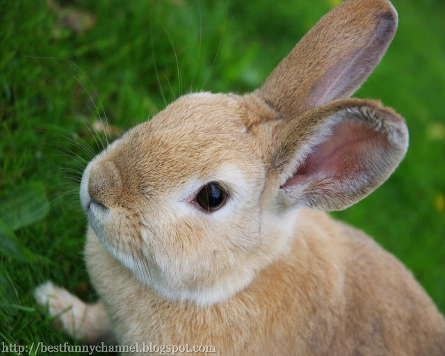 Bunny in the grass.