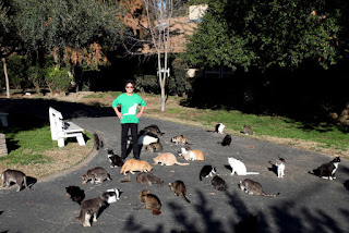 Esta mujer vive con más de 1000 gatos